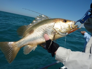 Golden Snapper
