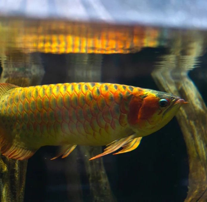 Asian Arowana