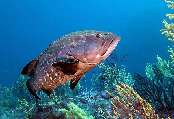 Grouper