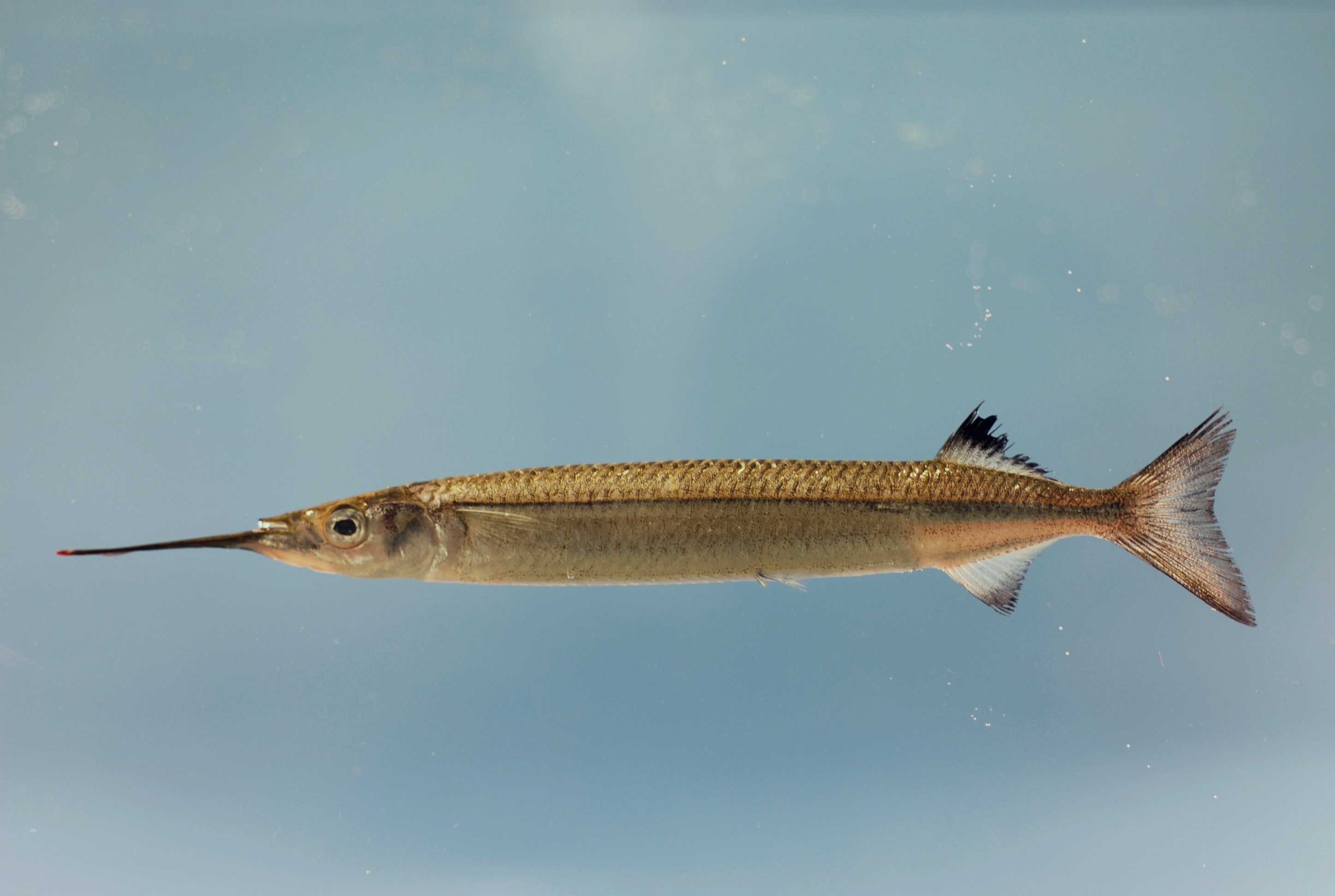 Halfbeak
