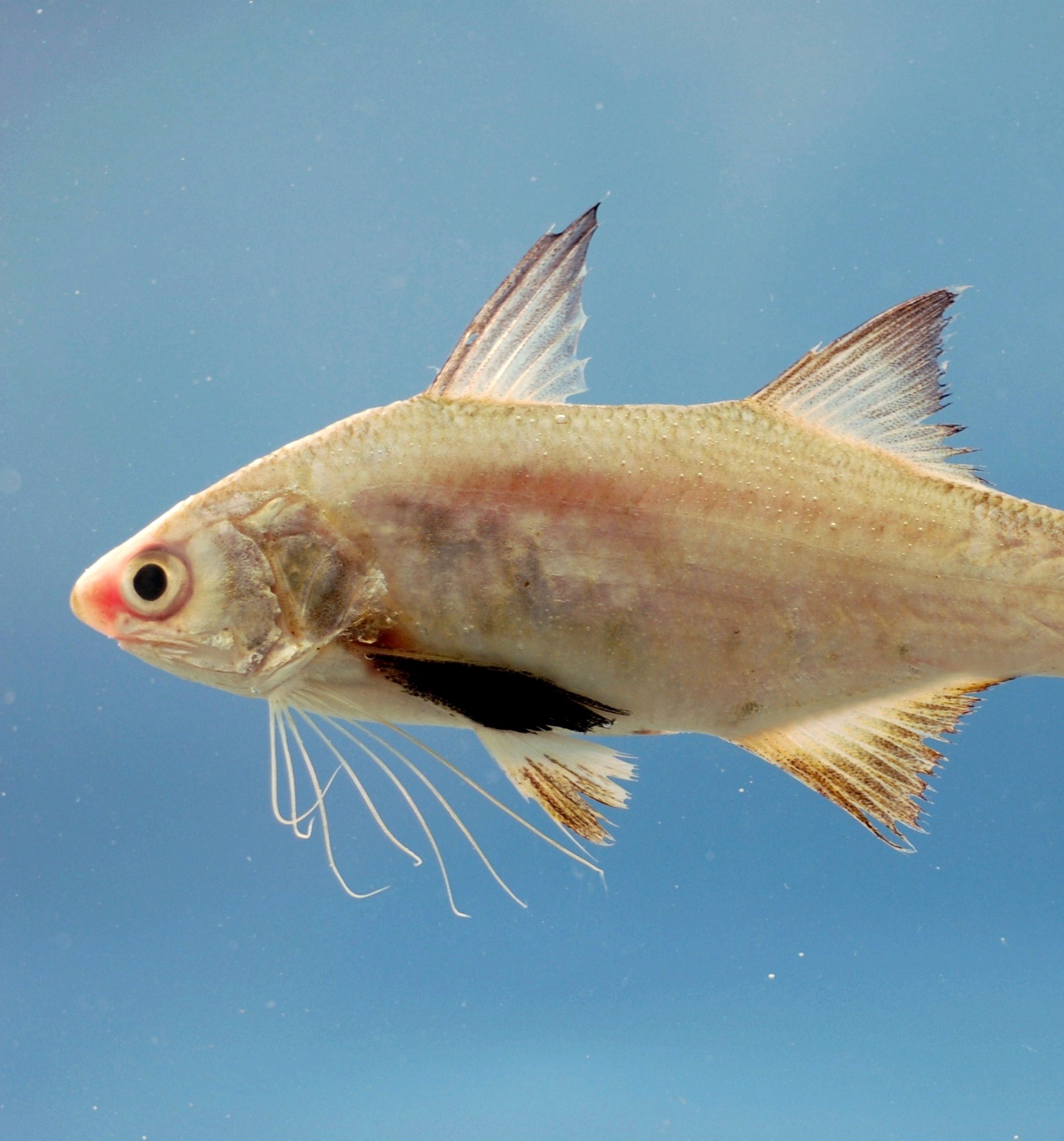 Indian Threadfin