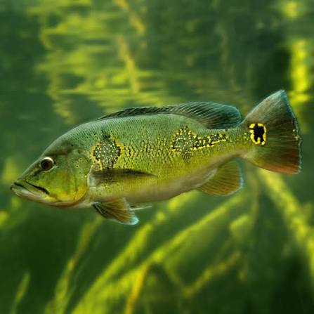 Peacock Bass