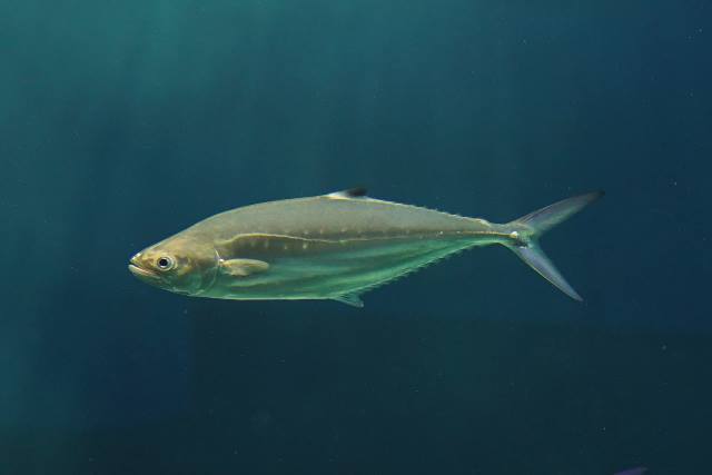 Queenfish