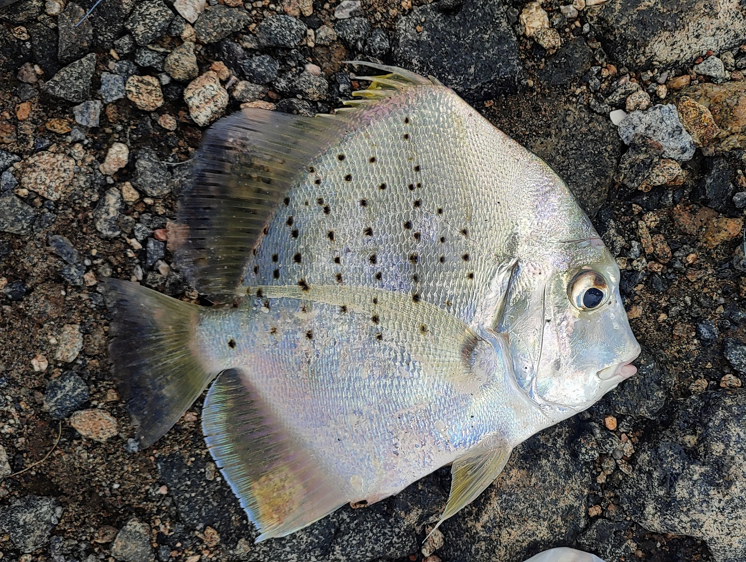 Sicklefish
