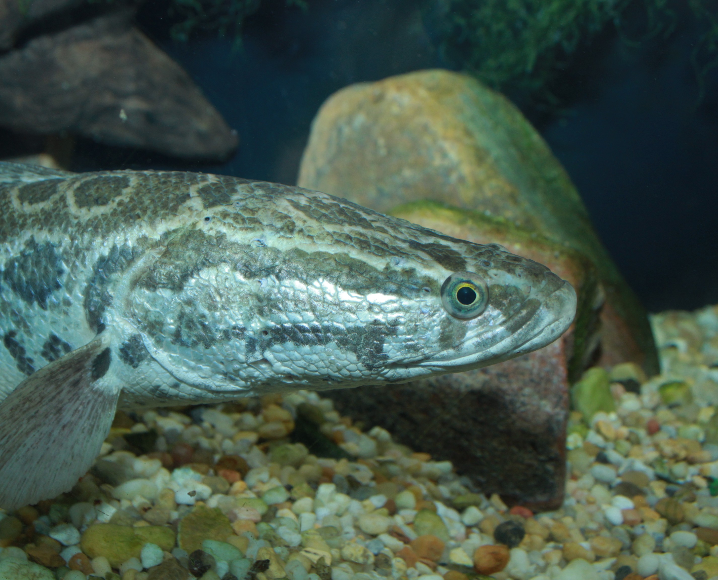 Snakehead Fish