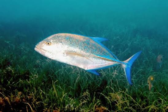 Trevally