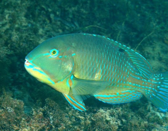 Tuskfish